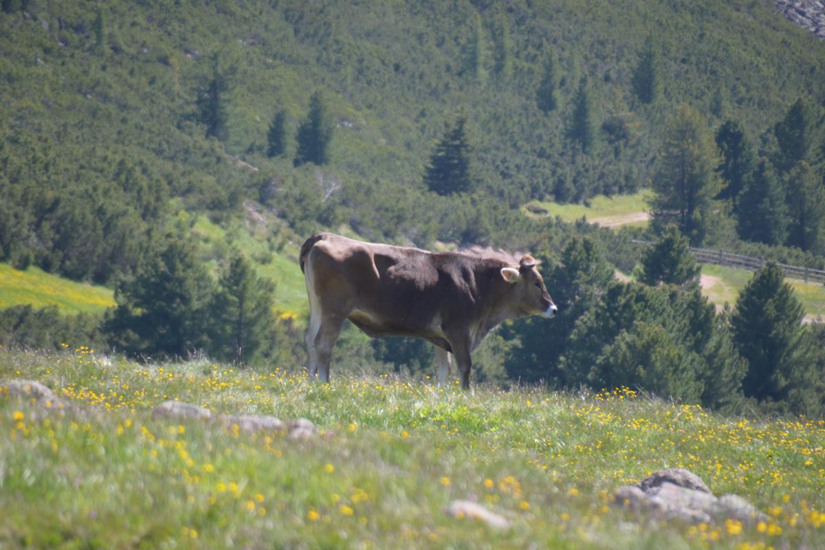 Latschenbrennerei und Platzer Alm 23.06.2020